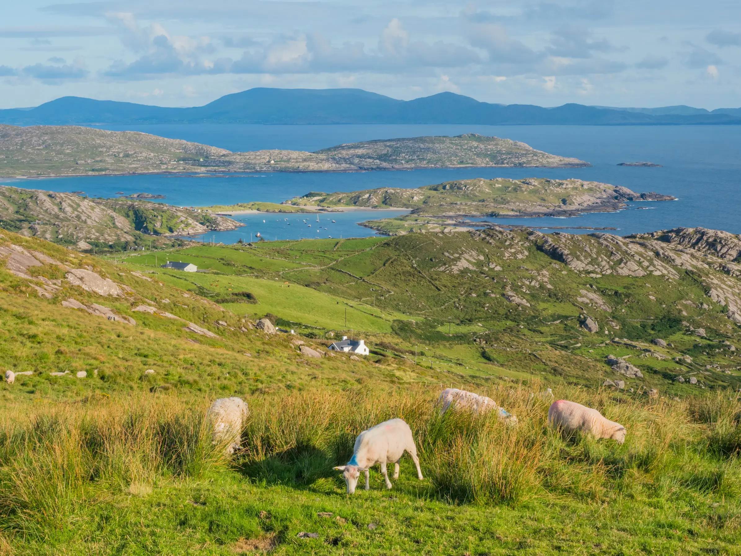 Sheep grazing in a green coastal field