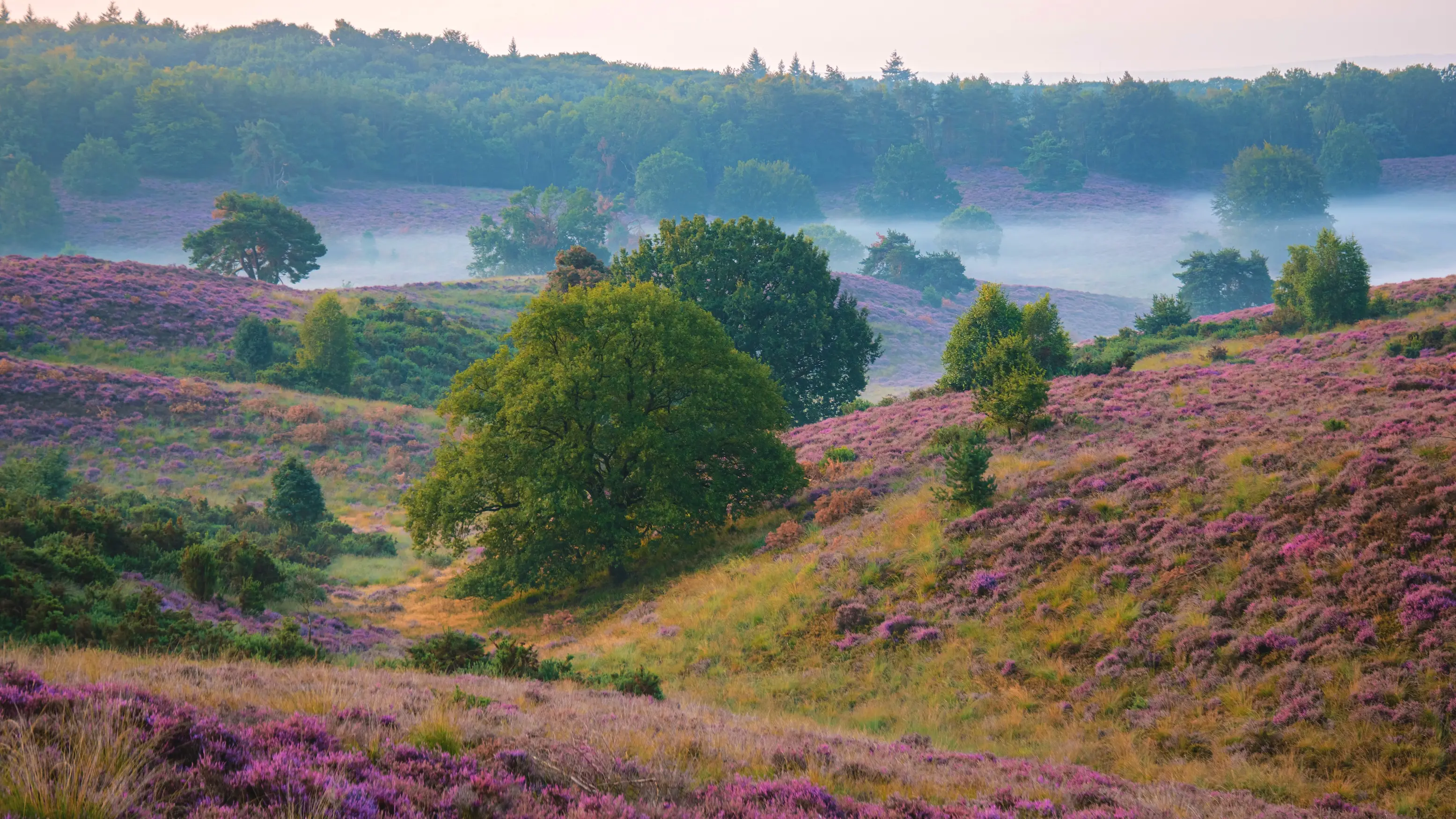 Purple heather in bloom across the hills